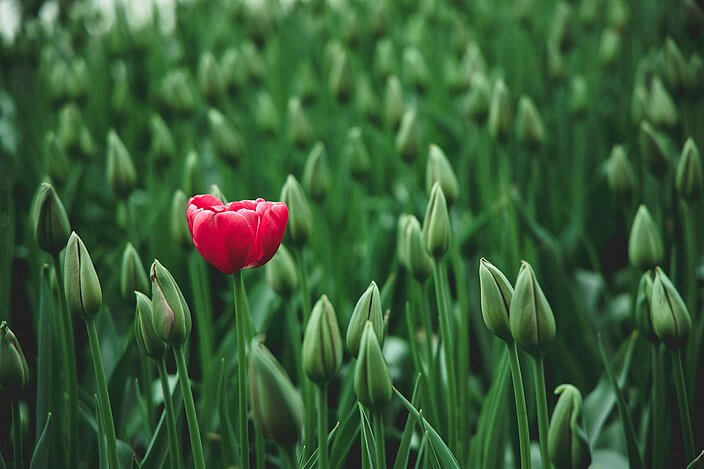 flowers tulips red 