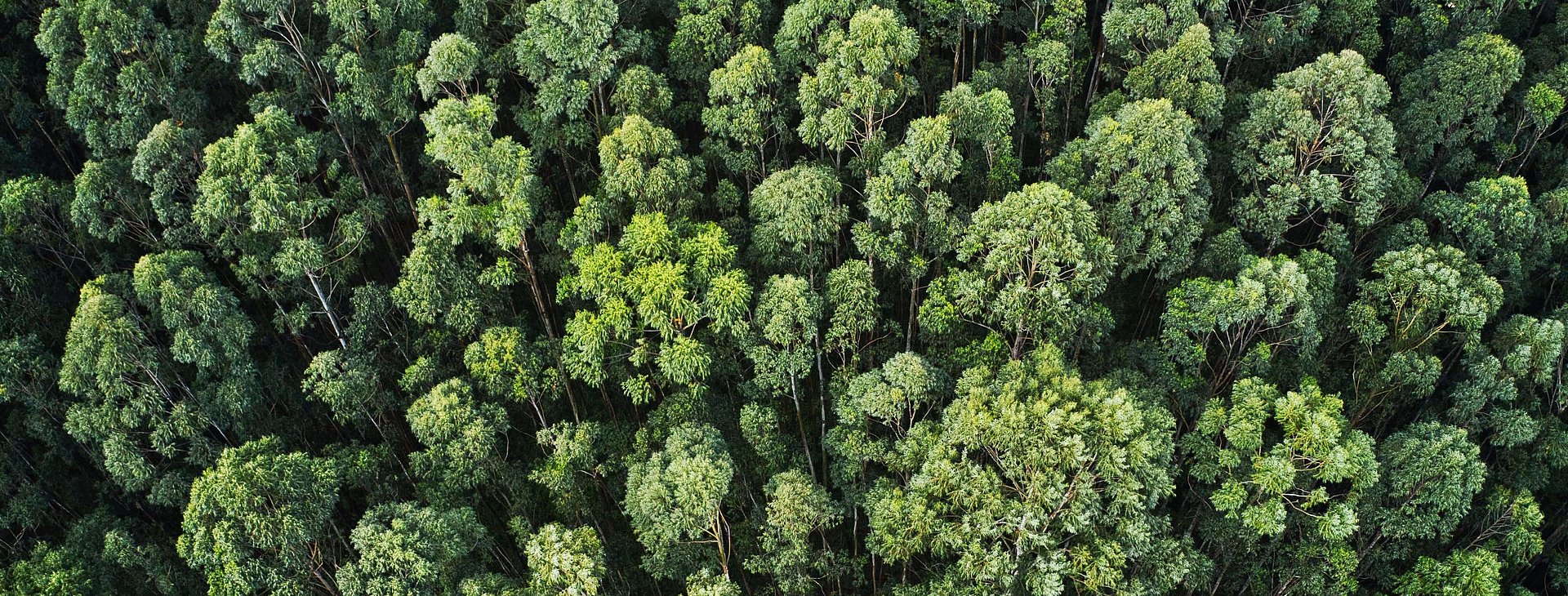 Overhead aerial shot of thick forest
