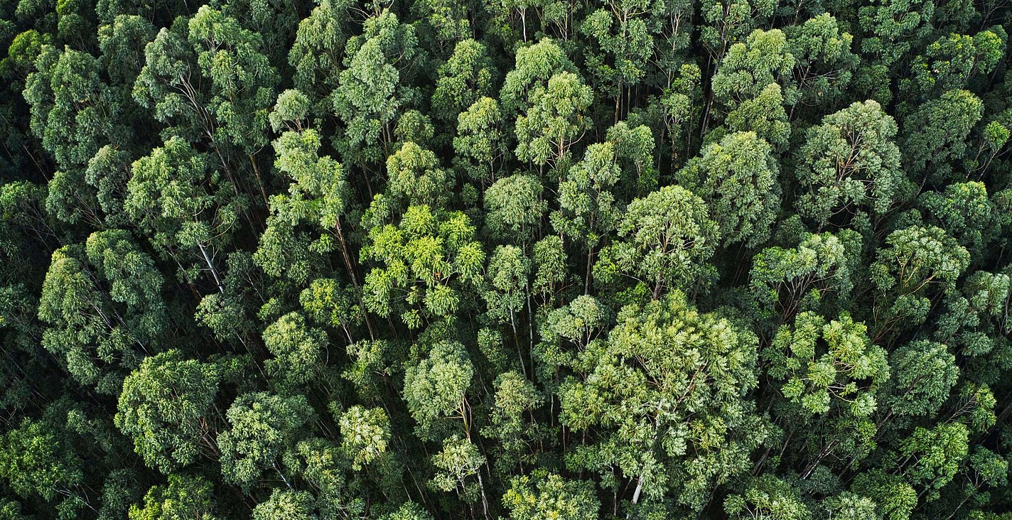Overhead aerial shot of thick forest