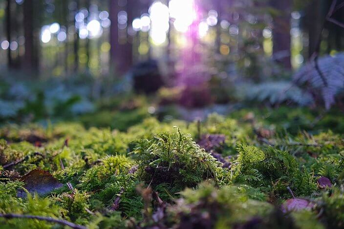 Group Sustainability - Forest